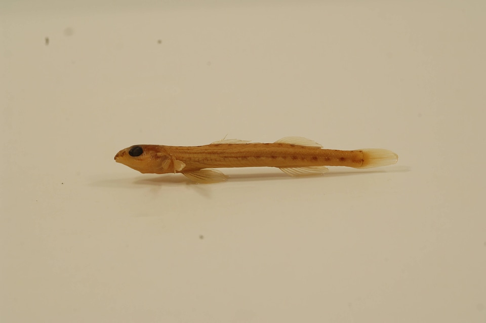 Ammocrypta pellucida-2