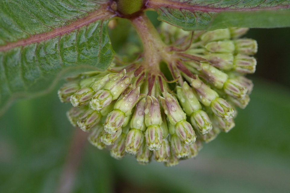 Green Comet Milkweed-1