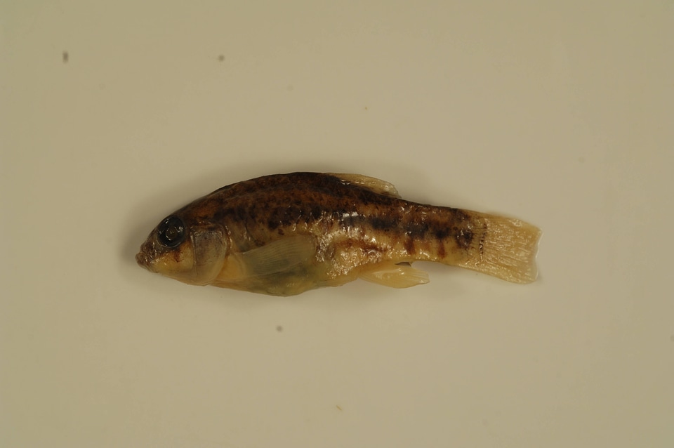 Cyprinodon elegans-4