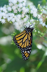 Monarch butterfly-2 photo