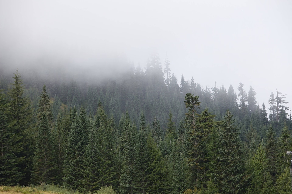 Western evergreen forests-5