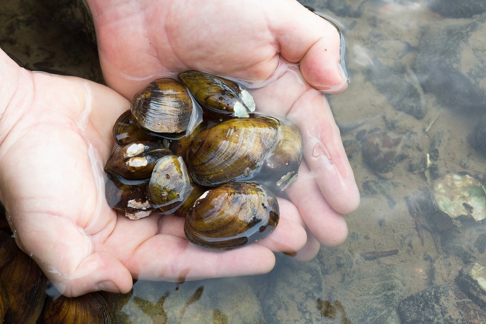 Northern riffleshell mussels
