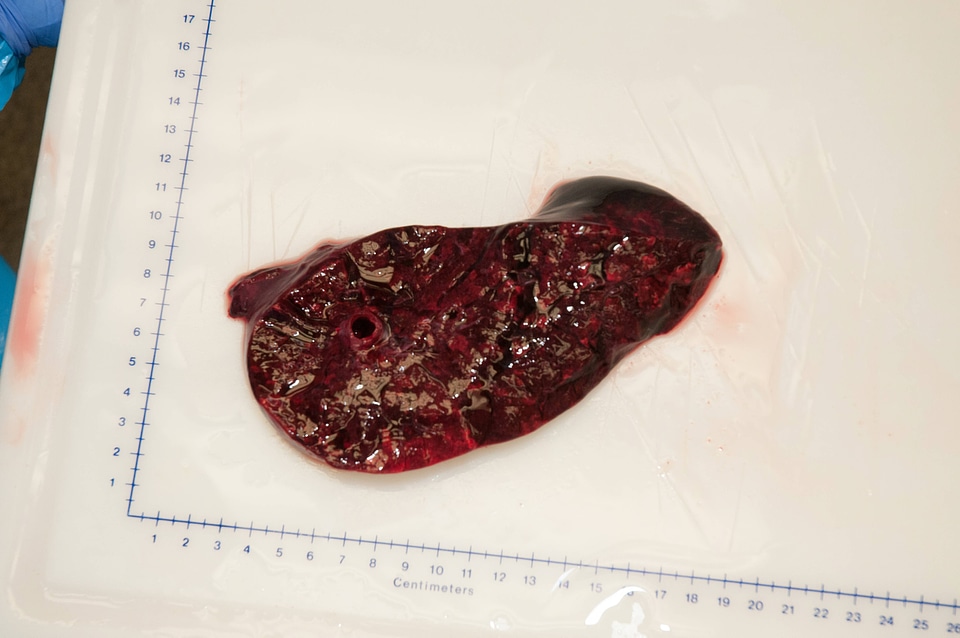 Marine Mammal Stranding Course at NCTC-4