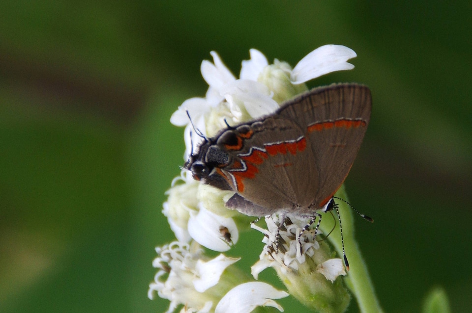 Red-banded Hairstreak