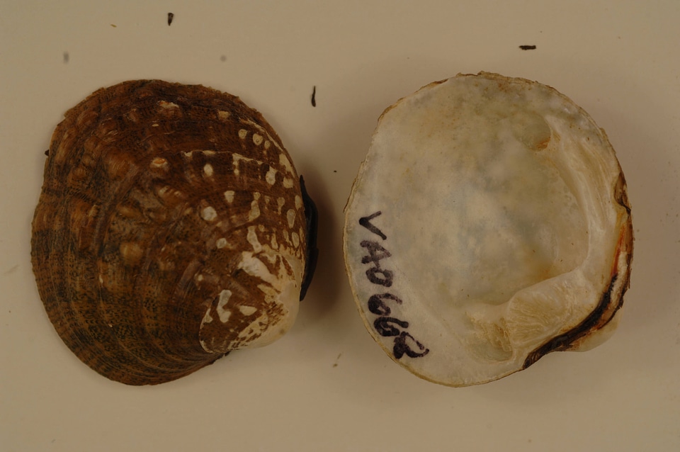 Cyprogenia stegaria-2