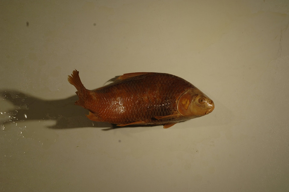 Carpiodes carpio-4