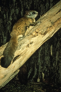 West Virginia northern flying squirrel