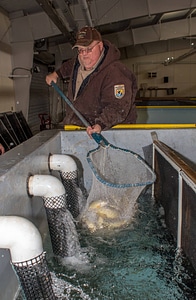 FWS personnel loading Gila Trout onto Fish transportation truck at Mora National Fish Hatchery-1