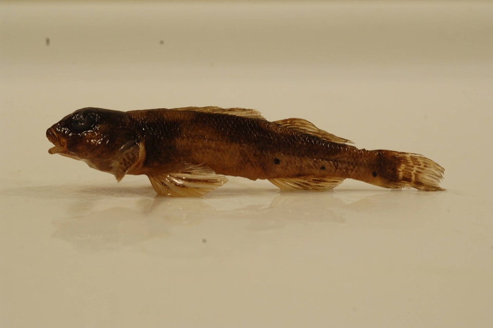 Etheostoma variatum-1