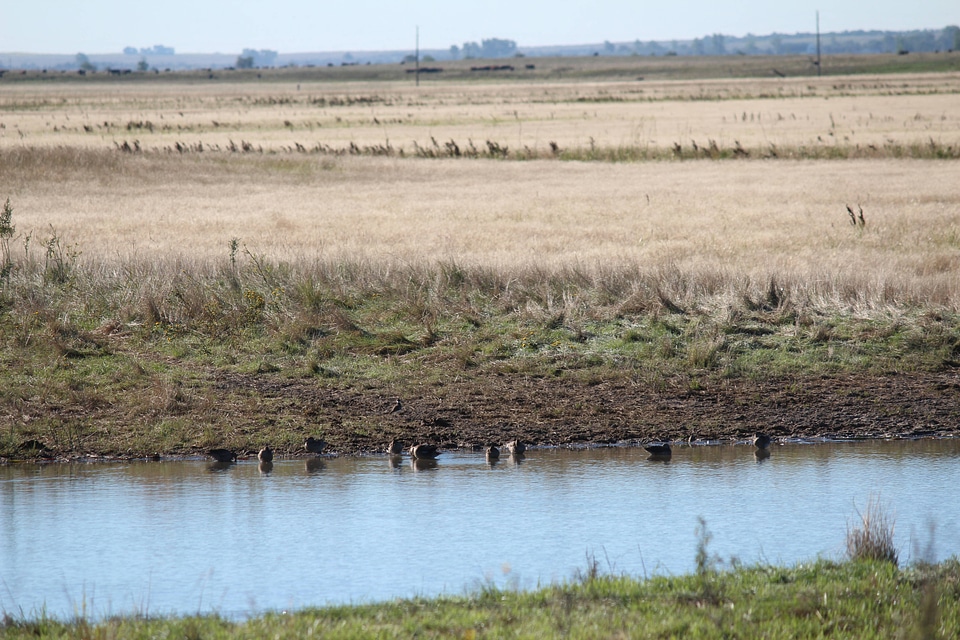 Waterfowl at grassland easement at Long Lake Wetland Management District