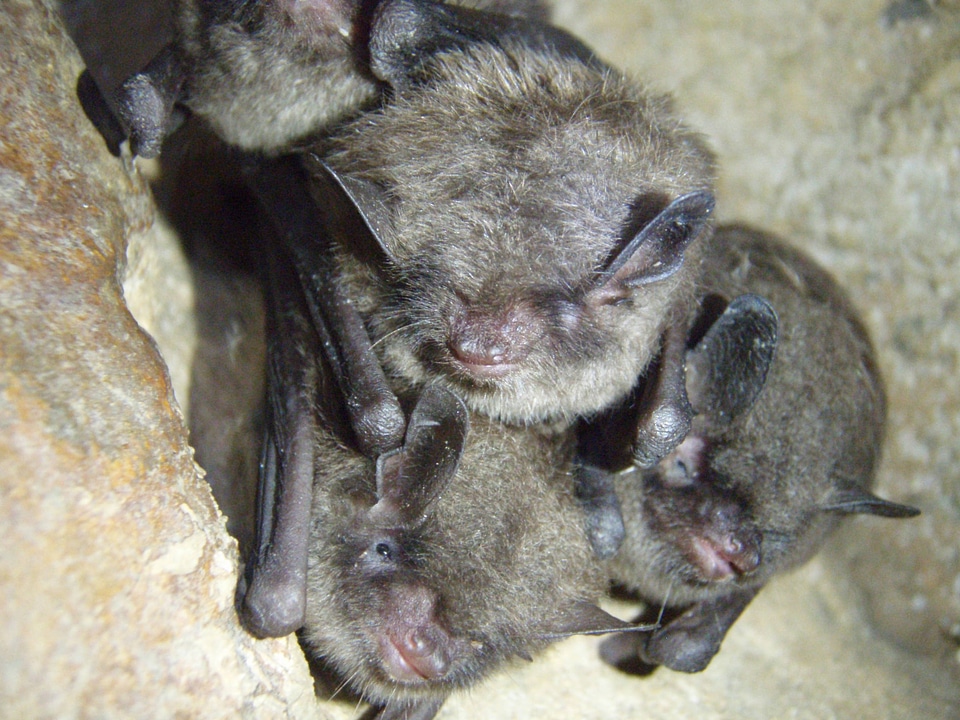 Healthy Indiana bats