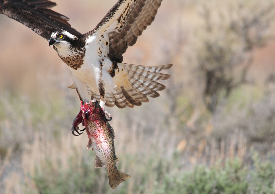 Osprey carrying a Rainbow trout