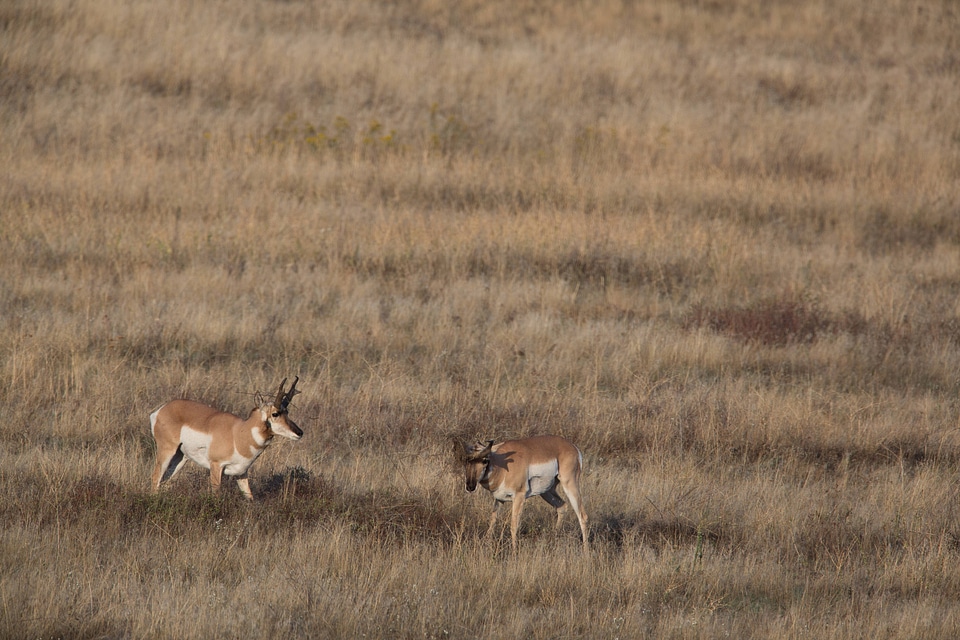Pronghorn Antelope bucks with vegetation on their horns