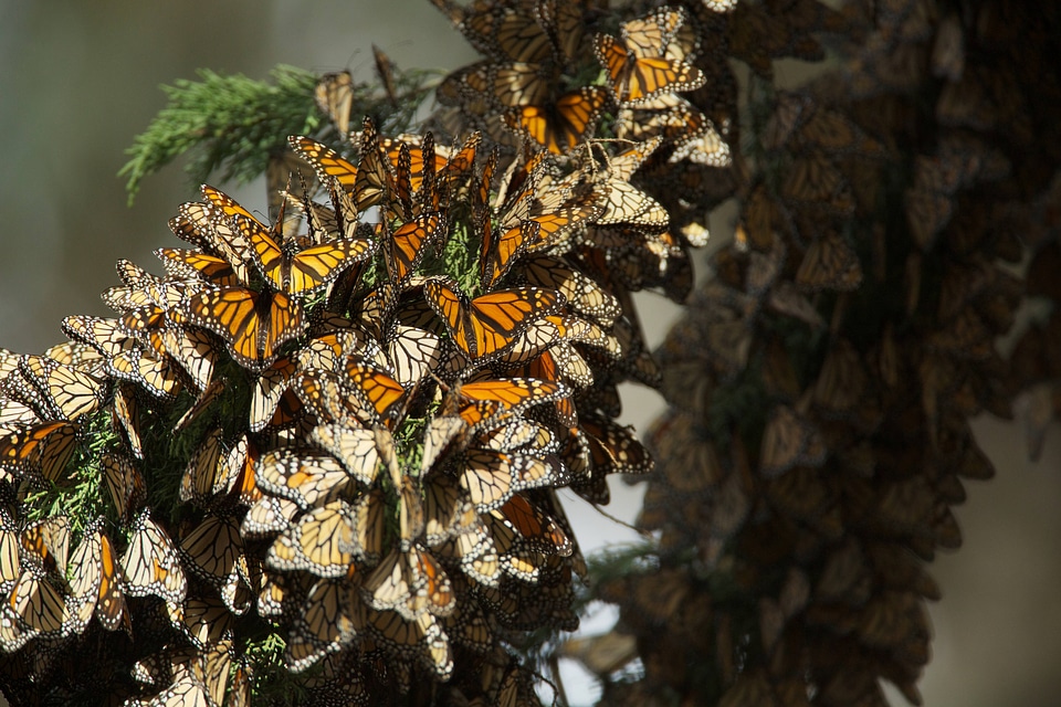 Monarch butterflies-1