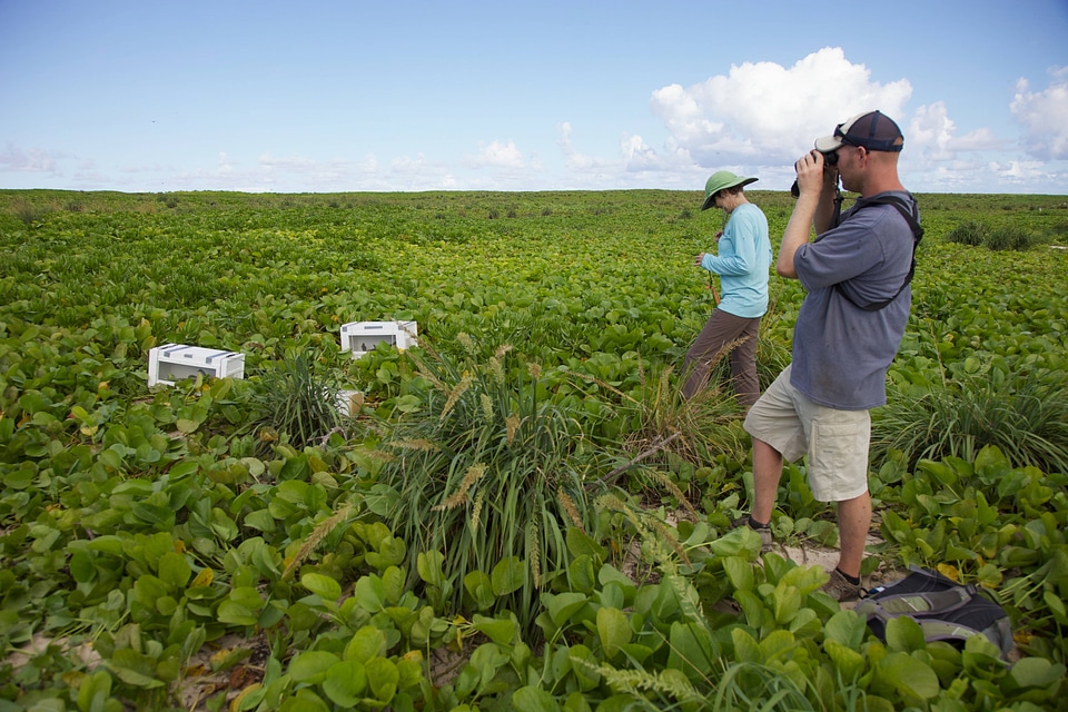 Nihoa Millerbird Translocation-2
