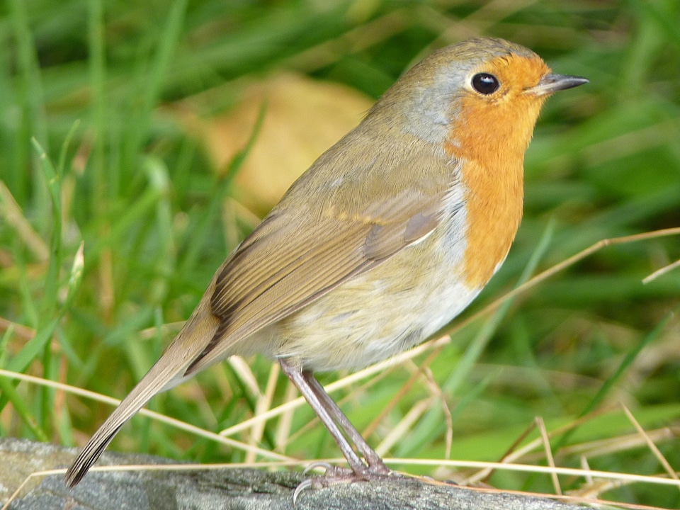 Songbird garden bird close up