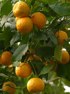 Citrus aurantium seville orange sour orange