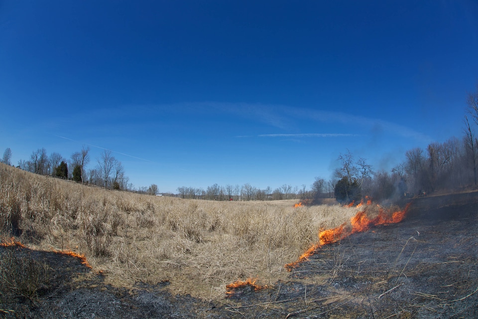 Prescribed Fire-1