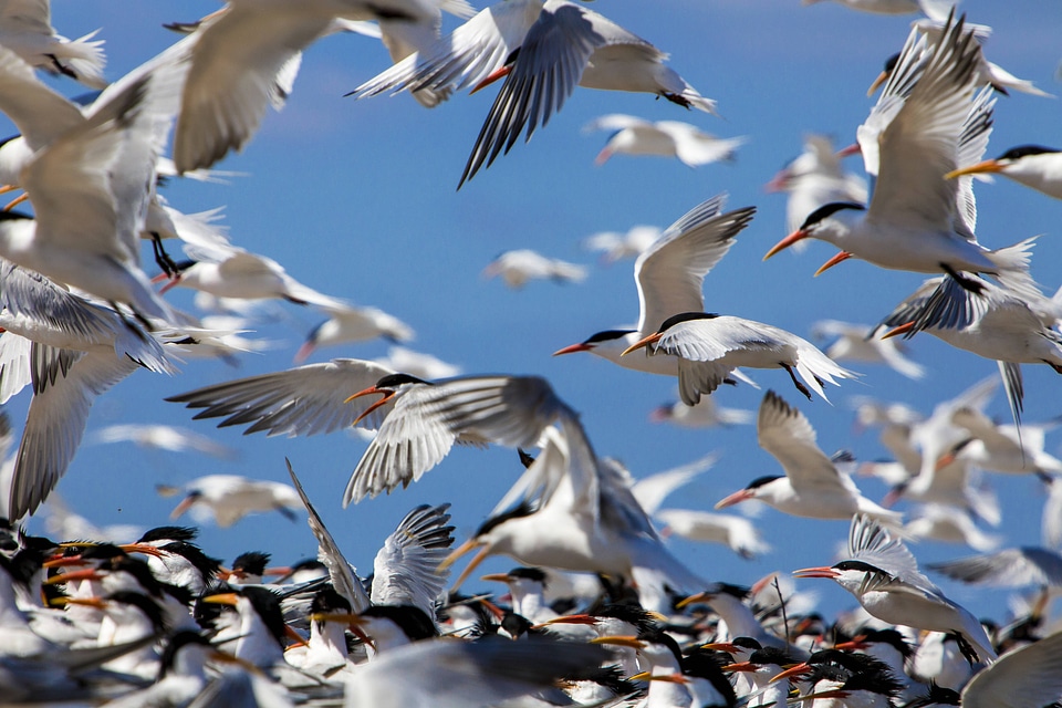 Flock of elegant terns-3
