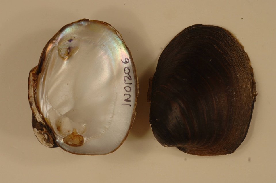 Fusconaia ebena-1