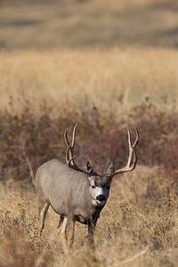 Mule deer buck feeds in grasslands-5