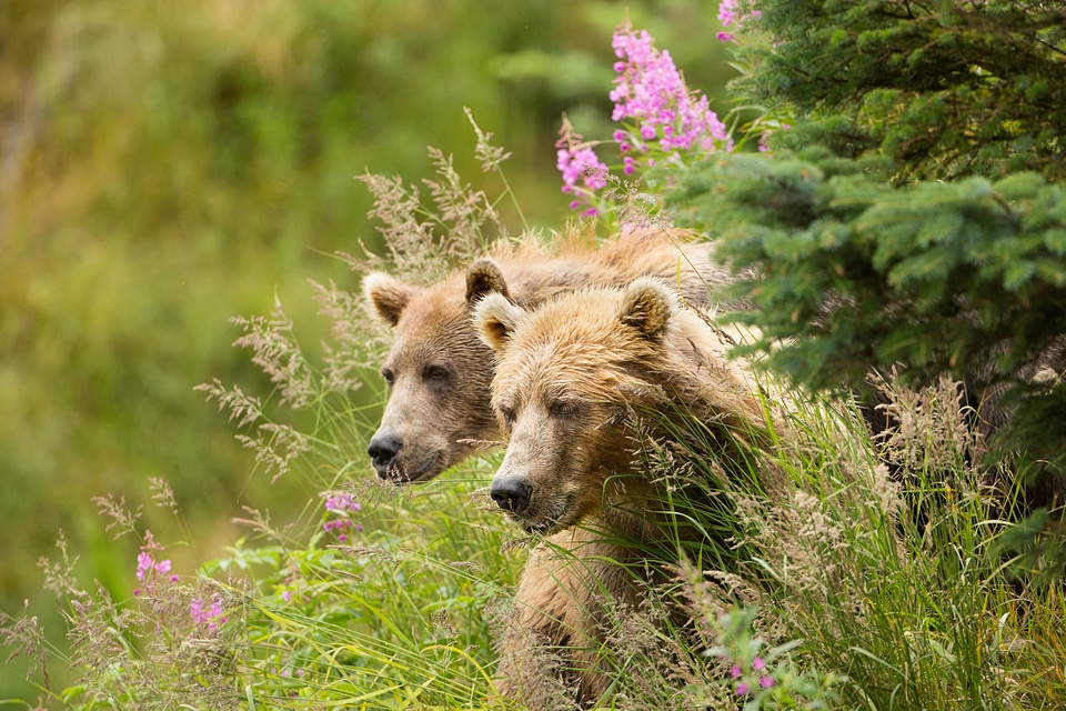 Kodiak brown bears-2
