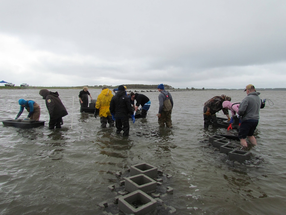 Refuge staff and volunteers and The Nature Conservancy volunteers build oyster castles-3