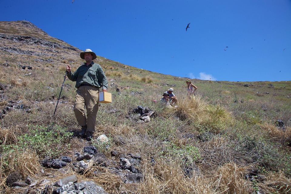 Nihoa Millerbird Translocation-4