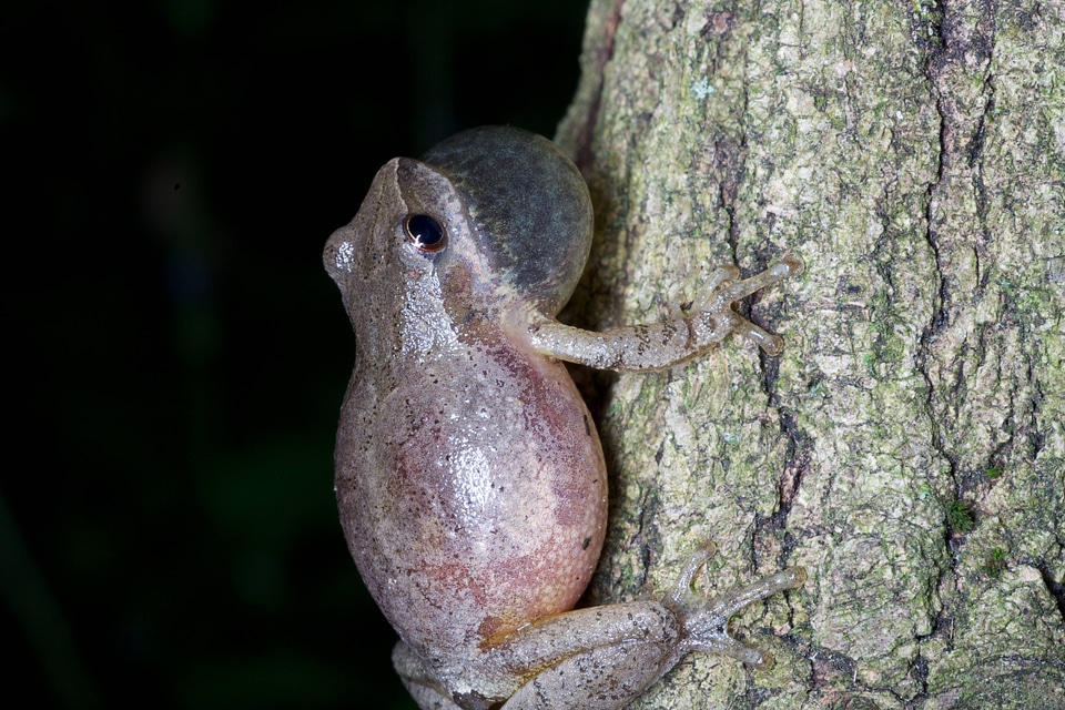 Northern Spring Peeper-3