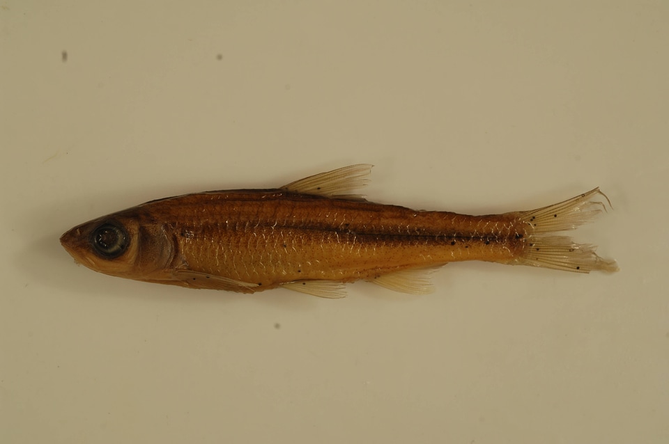 Luxilus albeolus-4