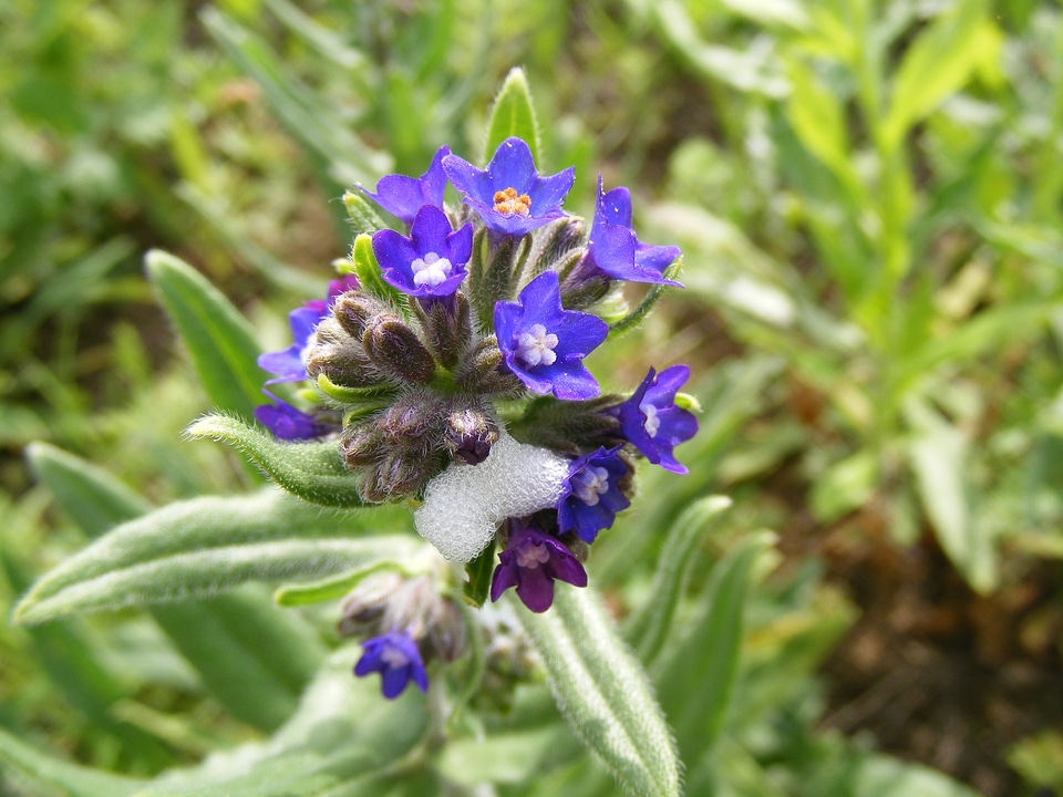 Blue summer floral photo