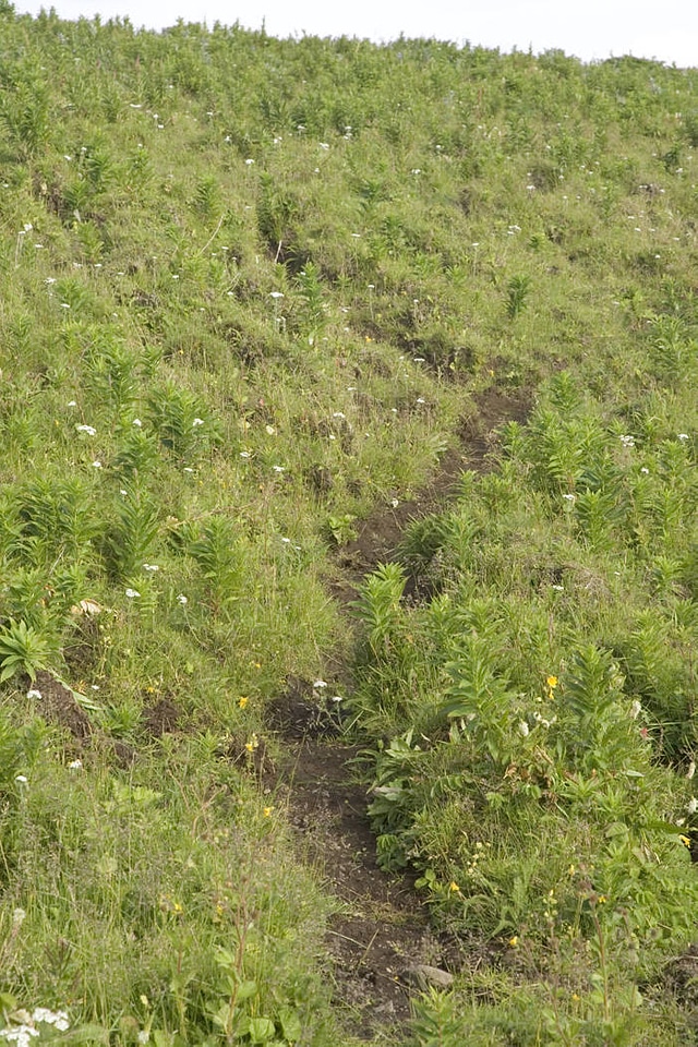 Sanak south fox camp, trails