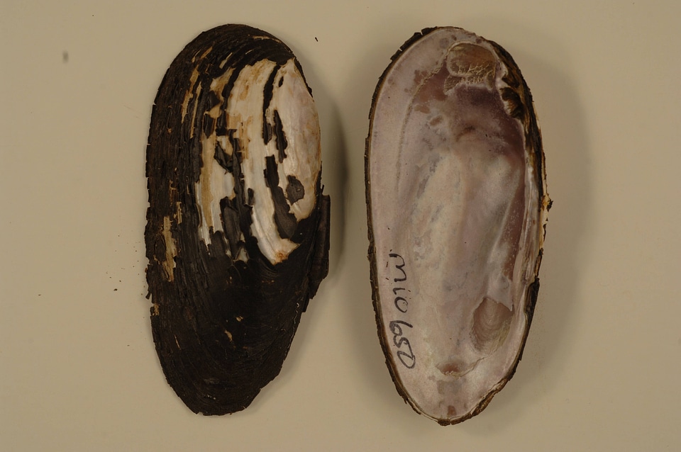 Elliptio dilatata-3