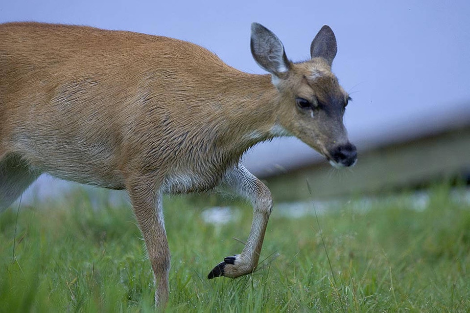 Sitka Black-tailed Deer