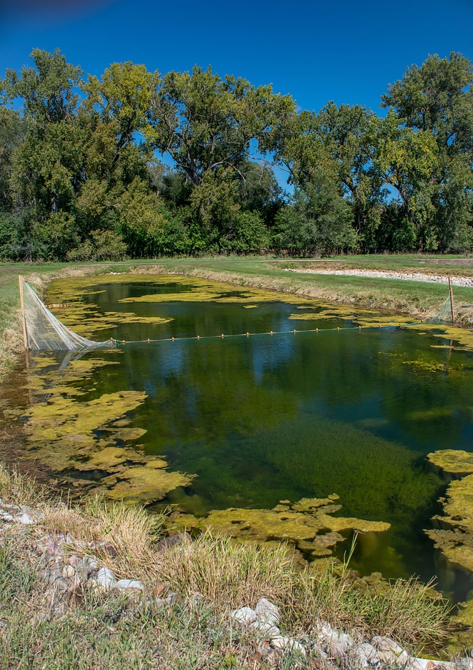 Pond at Gavins Point National Fish Hatchery with green algae