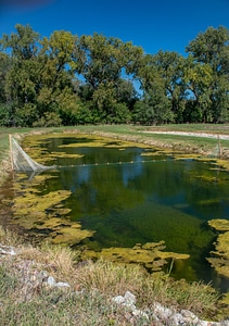 Pond at Gavins Point National Fish Hatchery with green algae