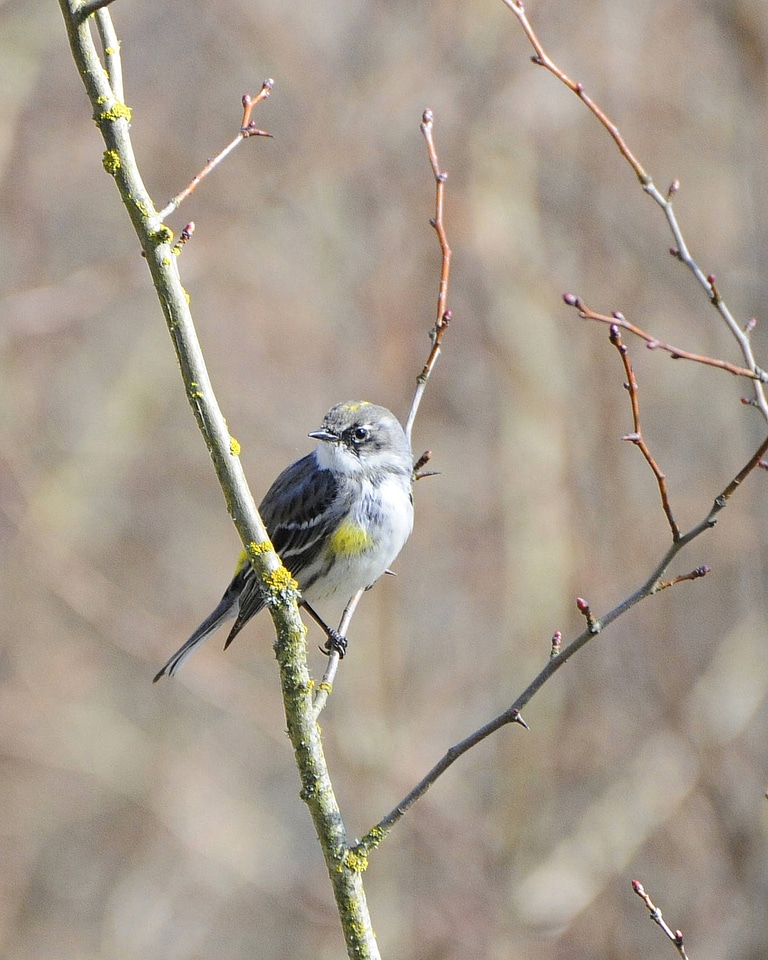 Yellow-rumped warbler