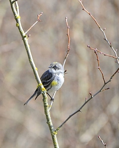 Yellow-rumped warbler