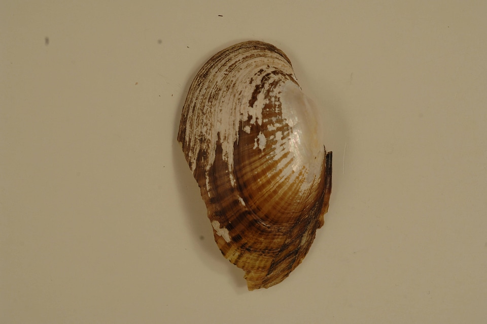 Lampsilis bracteata (outside)-1
