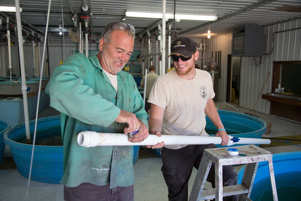 Genoa staff installs plumbing for new sturgeon tanks