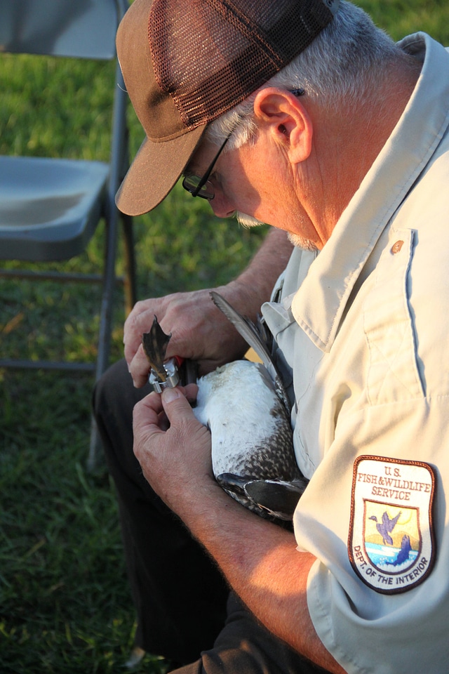 Waterfowl banding-1