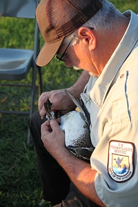 Waterfowl banding-1
