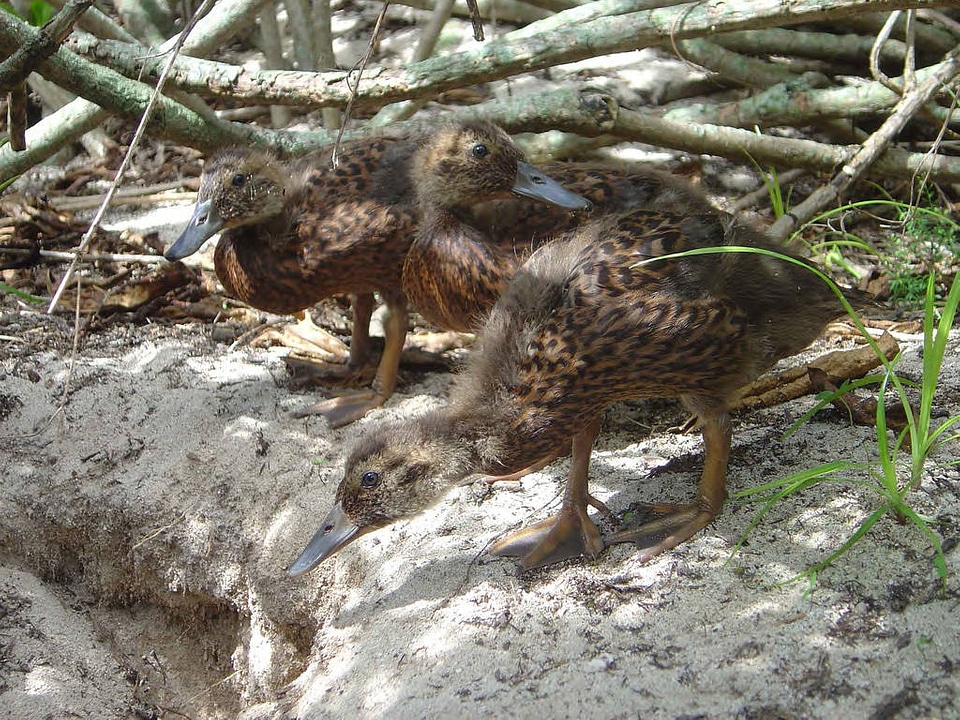 Laysan duck ducklings-3