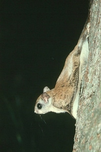 West Virginia northern flying squirrel-10