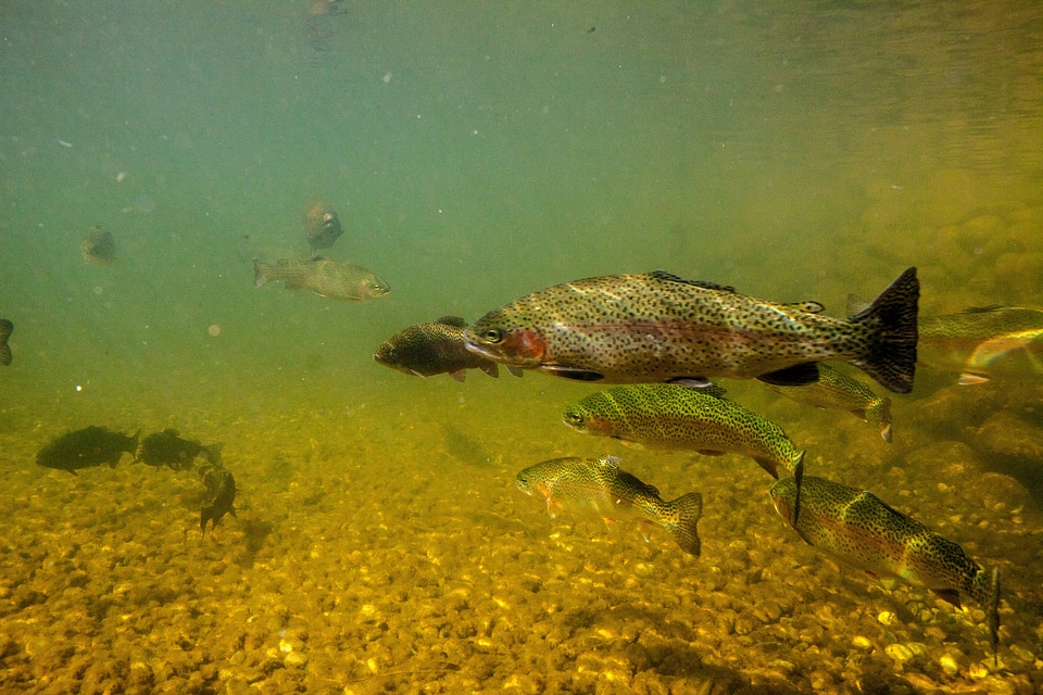 Rainbow trout in hatchery pond-8