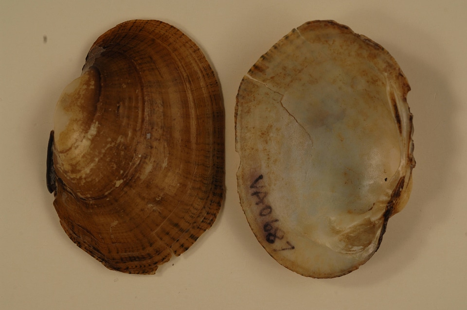 Lampsilis fasciola-1