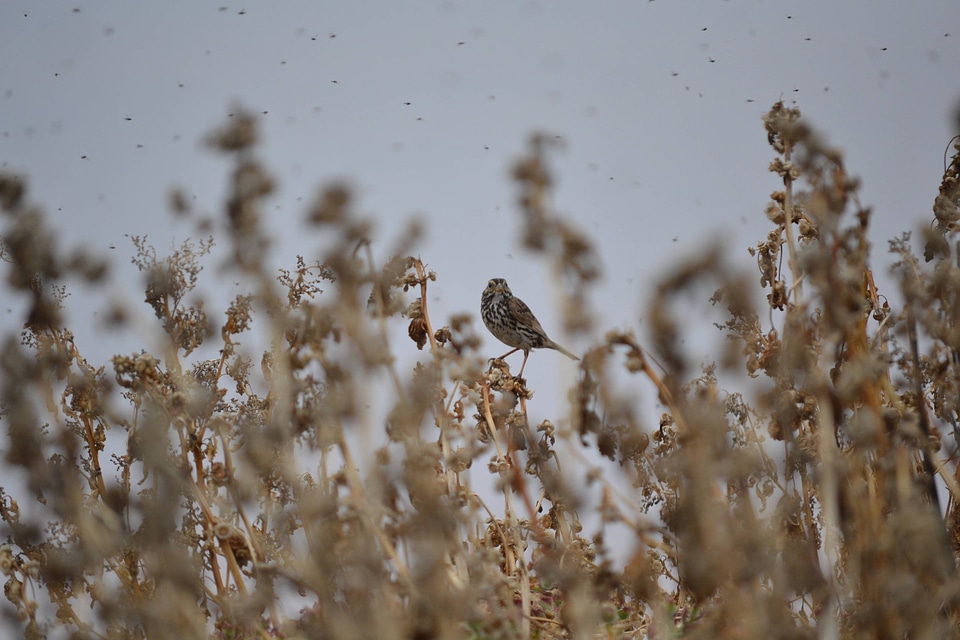 Belding's savannah sparrow