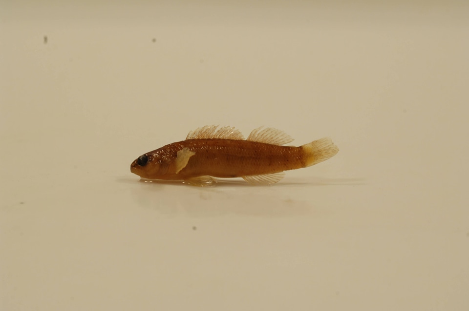 Etheostoma tippecanoe-3