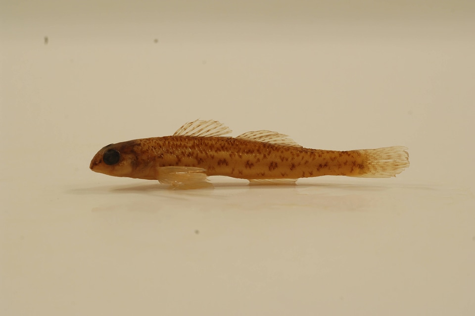 Etheostoma nigrum-2