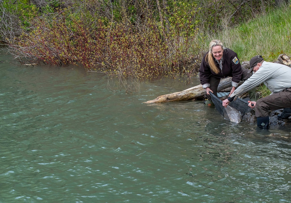 USFWS Fisheries workers prepare to release Lake sturgeon in Niagara River, New York-2